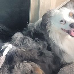 Toy Australian Shepherds from Janousek Farms