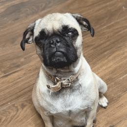 Ella - Pug