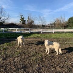 Romeo - male Maremma Sheepdog puppy in Kings County, California from Prancing Pony Farm Maremma Sheepdogs