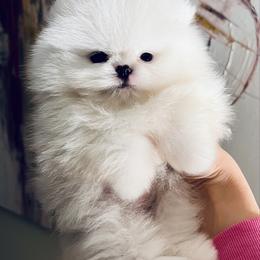 Leo - White male Pomeranian puppy in Hot Springs, Arkansas from Pomeranian Empire