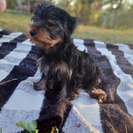 Black bear - Black and tan male Yorkshire Terrier puppy in Valdosta, Georgia from Lynn's Yorkshire Terriers