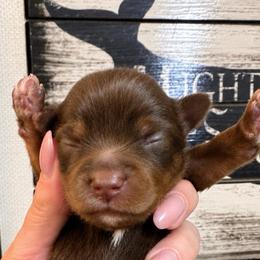 Whiskey Row - Liver male Yorkshire Terrier puppy in Dalton, Georgia from Southern Charm Precious Paws