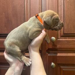 Orange collar - Fawn female Great Dane puppy in Ider, Alabama from Sand Mountain Danes LLC