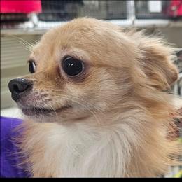 Blondie - Chihuahua
