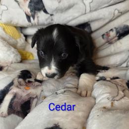 Cedar - Black and white male Border Collie puppy in Gaffney, South Carolina from On the Lamb