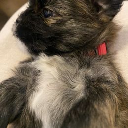 Lhasa Apso Puppies from Lhasa Apso Doggy Stylez Fl