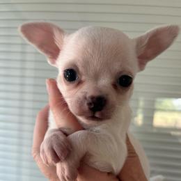 Powder - Cream male Chihuahua puppy in Coweta, Oklahoma from Green Country Chihuahuas