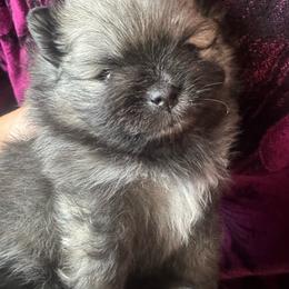 Lara - Blue sable female Pomeranian puppy in Las Vegas, Nevada from SuperNova  & Mystic Magic Pomeranians