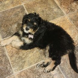 Bernedoodles from Willow Tails Bernedoodles
