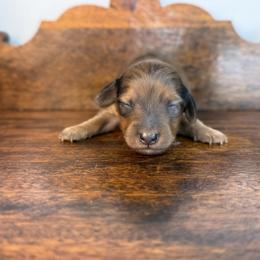Noir - Dapple female Dachshund puppy in Squires, Missouri from Hudson’s Hounds