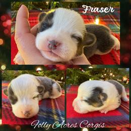 Fraser - Blue male Pembroke Welsh Corgi puppy in White Hall, Maryland from Folly Acres Corgis
