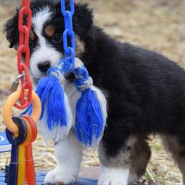 Australian Shepherd puppies from Rocky Top Hearts