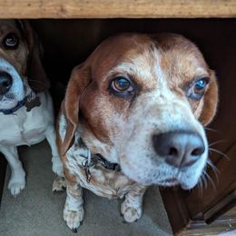 Beagle All Grown Up from Beagles For home