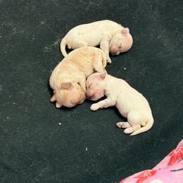 Maltipoo puppies from Exotic City Pomeranians and chihuahuas