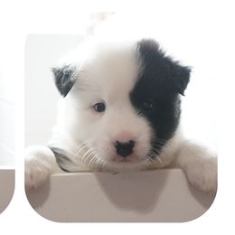 Icelandic Sheepdog Puppies from PurpleSage Icelandics