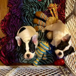 French Bulldog Puppies from Color Me Pied Frenchies