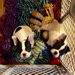 French Bulldog Puppies from Color Me Pied Frenchies