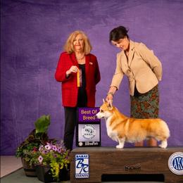 Oakley - Pembroke Welsh Corgi