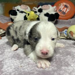 Stigr - White and blue merle male Border Collie puppy in Aledo, Illinois from Claycreek Ranch