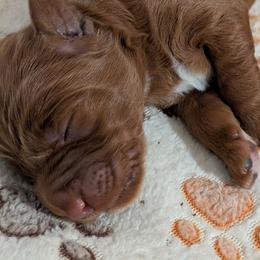 Goldendoodle puppies from Oak Hollow Doodles