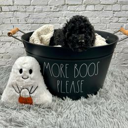 Archie - Tri-color male Bernedoodle puppy in Lancaster, Missouri from Cavapoo Acres