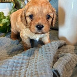 Sugar - Apricot female Cavapoo puppy in Marquand, Missouri from Perfectly Playful Doodles