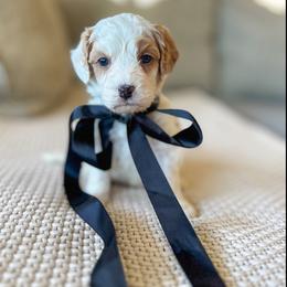 Joe - Parti male Goldendoodle puppy in New Harmony, Indiana from Cottonwood Farms