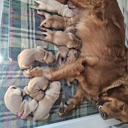 Girl - Dark golden female Golden Retriever puppy in Montoursville, Pennsylvania from Wallace Golden Retriever's