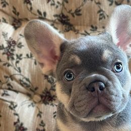 French Bulldogs from Moon Mountain Frenchies