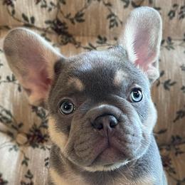 French Bulldogs from Moon Mountain Frenchies