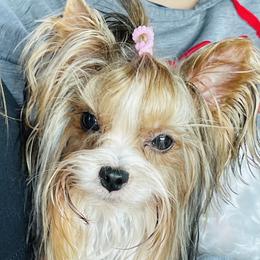Bella - Biewer Terrier