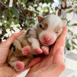 Alfredo - Red merle male Miniature Australian Shepherd puppy in Raleigh, North Carolina from Bonbelle