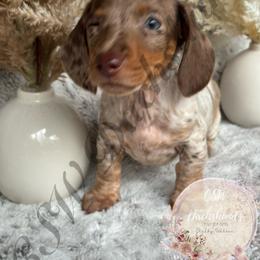 Dachshund Puppies from CSW Dachshunds