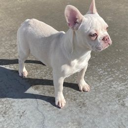 French Bulldog Puppies from QueenBFrenchies