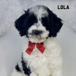 Lola - Parti female Goldendoodle puppy in Milford, Indiana from Railway Acres Kennel