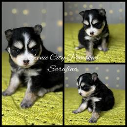 Sarafina - Black and white female Pomsky puppy in Rossville, Georgia from Scenic City Pomskies