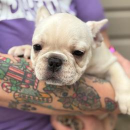 Gideon - Cream male French Bulldog puppy in Greenfield, Missouri from Hope Mountain French Bulldogs