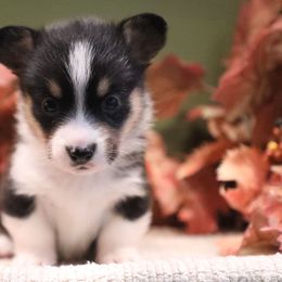 Whisper - Black and tan female American Corgi puppy in Plains, Montana from Diamond Corgis