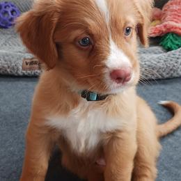 Nova Scotia Duck Tolling Retriever Puppies from Red Hill Tollers