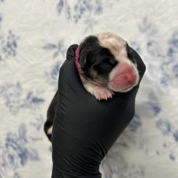Tiana - Black and tan female Pembroke Welsh Corgi puppy in Vacaville, California from Hope_4thebay_Corgis