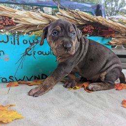 Catahoula Leopard Dog Puppies from Winged Catahoulas