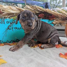Catahoula Leopard Dog Puppies from Winged Catahoulas