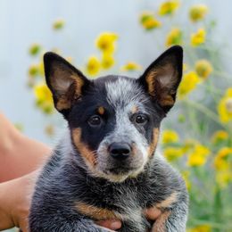 Lindsay - Blue speckled female Australian Cattle Dog puppy in Fairview, Oklahoma from Flying D Kennels