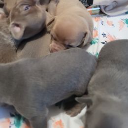 Akita and Chihuahua Puppies from Robinson Rare Chihuahuas & Robinson AKC Akita's