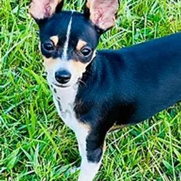 Chihuahuas from TwinsRUschihuahuas.com