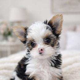 Sangria - Chocolate, tan and white female Yorkshire Terrier puppy in Atlanta, Georgia from Cocktail Puppies