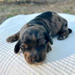Frederick.AKC.PRA-clear.4800 - Dapple male Dachshund puppy in Dover, Oklahoma from Freckles and Furballs