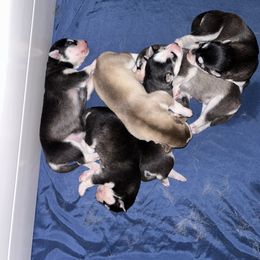 Siberian Husky Puppies from Fluffy Tail Huskies