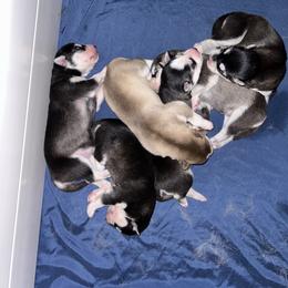 Siberian Husky Puppies from Fluffy Tail Huskies