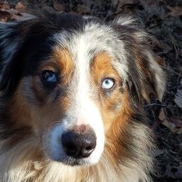 Beau - Australian Shepherd